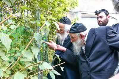 הגר"מ גריינמן בברכת האילנות 