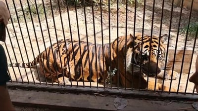 איך מורחים משחה על גבו של הטיגריס? עם בשר... | צפו