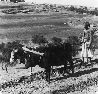 פלאח חורש בשור ובחמור 