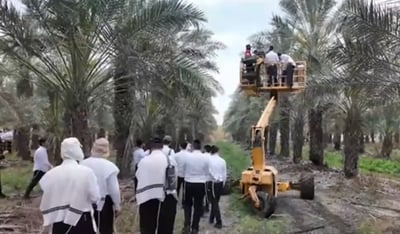 איך מגדלים לולב? | מסע מרתק מהשדה ובית האריזה ועד המיון ההלכתי • צפו בסיור המצולם
