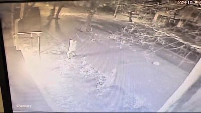 בקבוק תבערה הושלך לעבר בית הכנסת בניקולייב שבאוקראינה | תיעוד