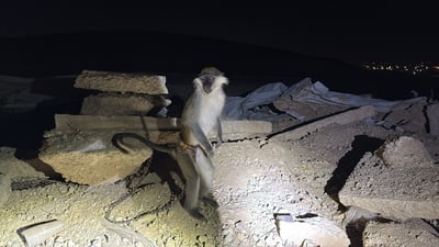 הקוף שאותר בנגב