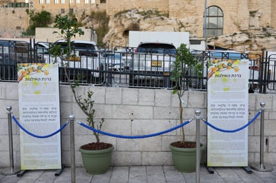 ברכת האילנות לעולי הרגל