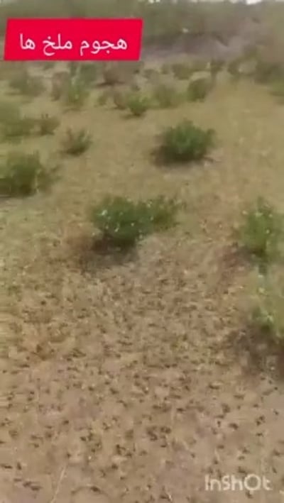 מכת ארבה באיראן: נחילים פשטו על השדות, החקלאים חוששים | צפו בתיעוד