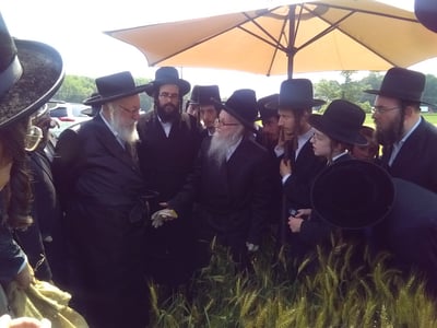 האדמו"ר מסערדאהעלי בקצירת חיטים 