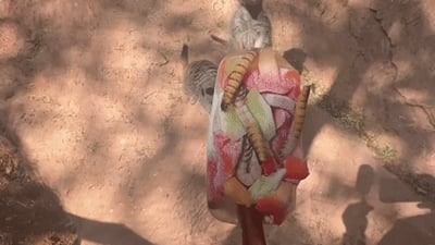 הארטיק של הסוריקטות בספארי | צפו