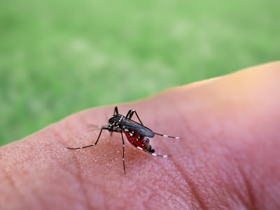 הרגע הזה שאתם מנסים להירדם ושומעים את ה"זזזזזז" המעצבן ליד האוזן