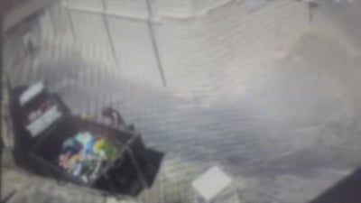 אכזריות בלתי נתפסת: כך הרג ההונגרי את גור החתול ש"הפריע לו ללמוד" | תיעוד