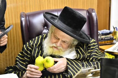 האדמו"ר מתולדות אברהם יצחק בודק אתרוגים