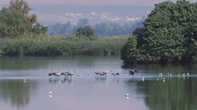 עגורים ראשונים הגיעו לאגמון החולה | תיעוד מפעים