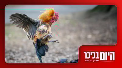 תקיפת ילדות בירושלים | החצבת מכה שוב | קרבות תרנגולים  • צפו