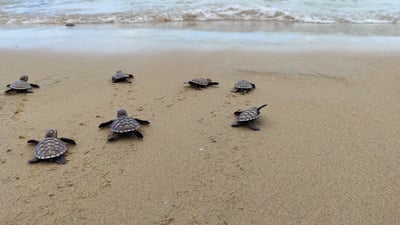 צבי ים צעירים בדרכם את הים