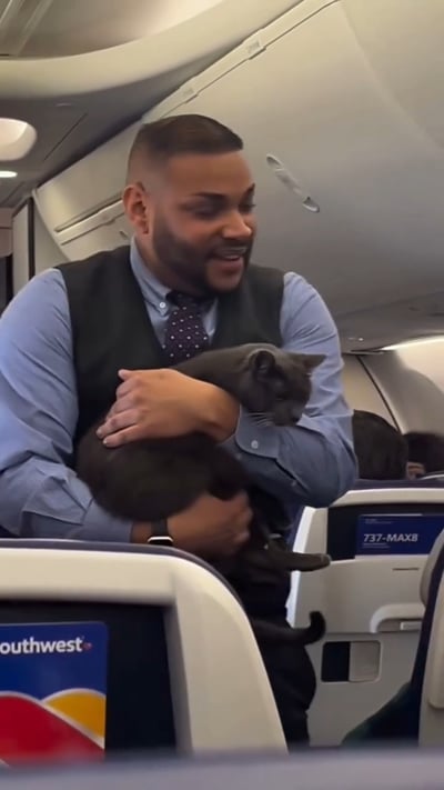 משעשע: חתול נתפס משוטט בין המושבים, הדייל עבר בין הנוסעים לחפש את בעליו | צפו