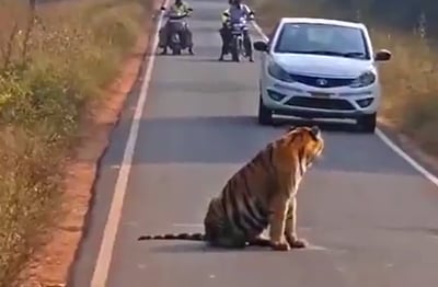 הטיגריס שחסם את הכביש