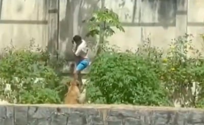 נכנס ולא חזר: אדם קפץ לתוך כלוב הלביאה בגן החיות בברזיל | צפו