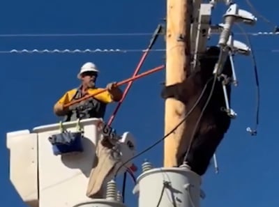 חילוץ הדוב שנתקע על עמוד חשמל