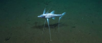 המפלצת השקטה של האוקיינוס: דג החצובה שנעמד על רגליים ומחכה לטרף