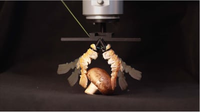 הזרועות הרובוטיות מהסרטנים בפעולה של הרמת פטרייה