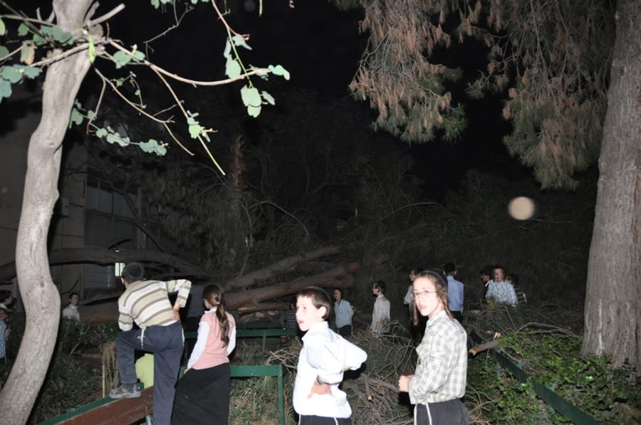 בני-ברק: עץ ענק ממדים קרס בתוך הגן; בנס לא היו נפגעים