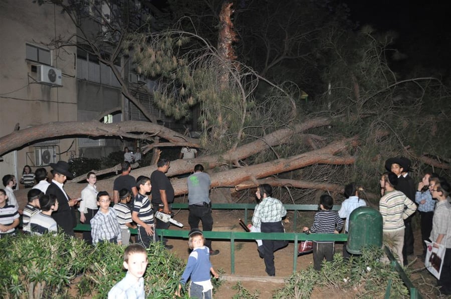 בני-ברק: עץ ענק ממדים קרס בתוך הגן; בנס לא היו נפגעים