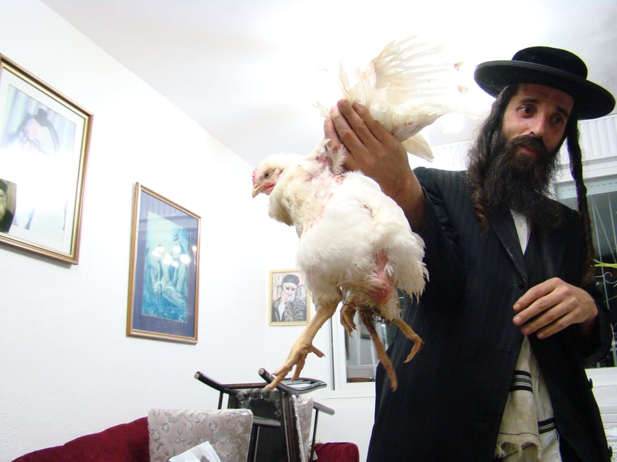 הגר"י יוסף פסק: התרנגול בעל ה-4 רגליים טרף