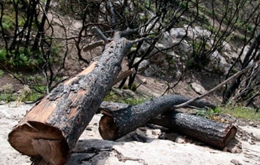עצים שנפגעו באסון הכרמל