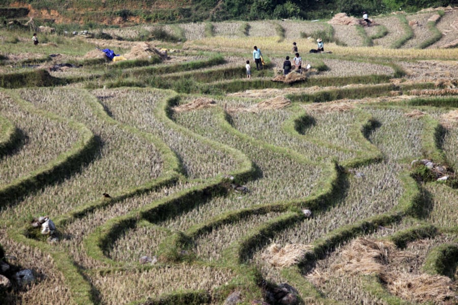 מקור עשיר לויטמינים. שדות האורז בסין