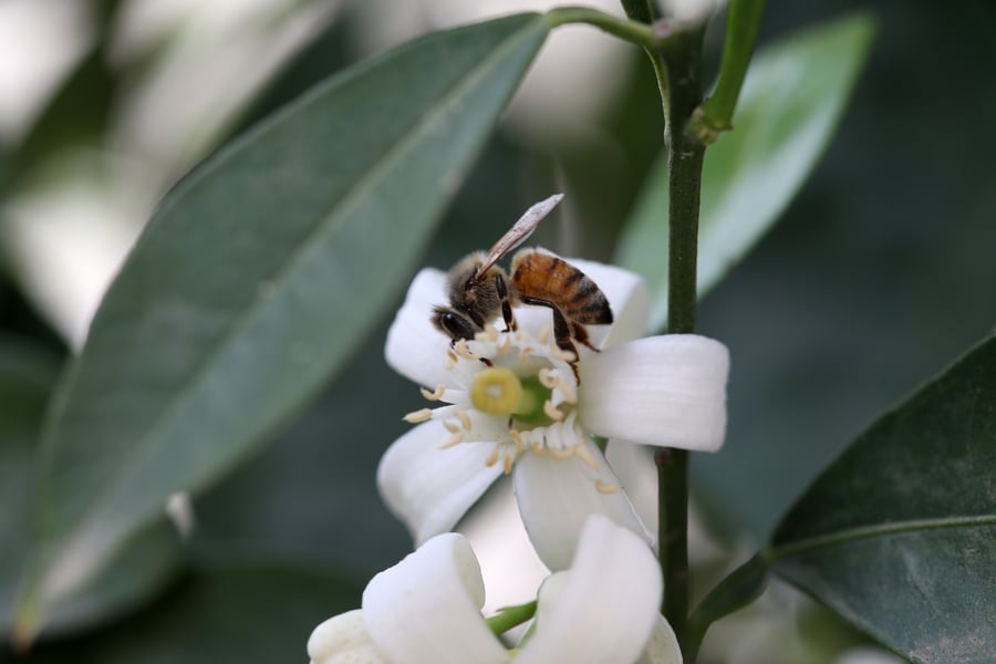 כתבה דבש: דבורים בתיעוד נדיר