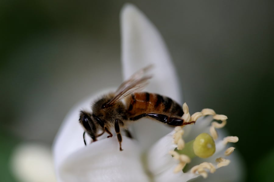 כתבה דבש: דבורים בתיעוד נדיר