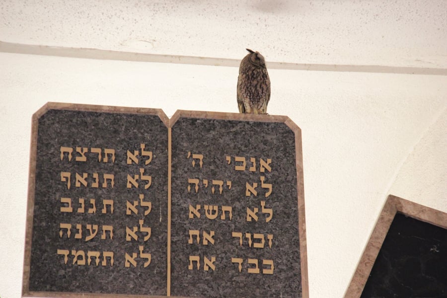 שכונת בית וגן סוערת: ינשוף מסרב לעזוב את בית הכנסת