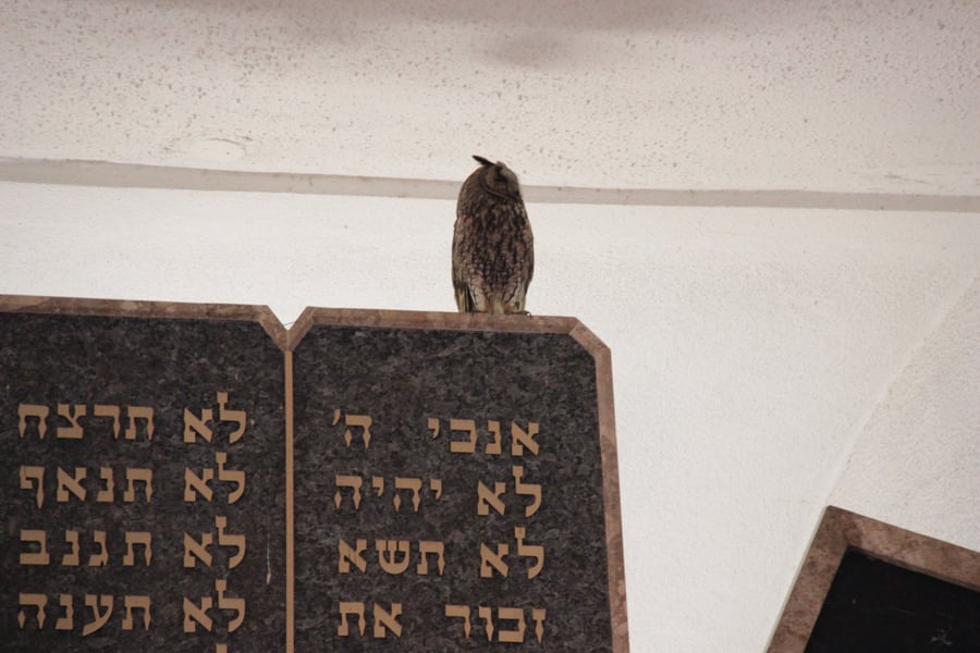 שכונת בית וגן סוערת: ינשוף מסרב לעזוב את בית הכנסת