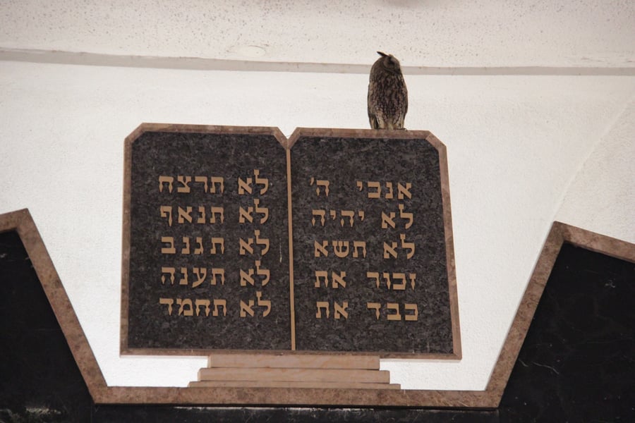 הינשוף בבית הכנסת
