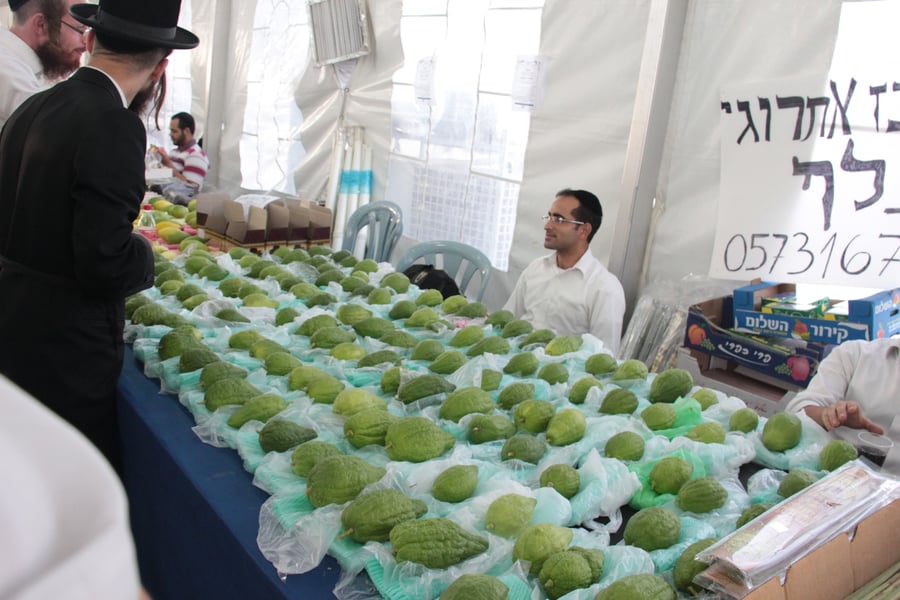 ערב סוכות: גלריה תוססת משוק ארבעת המינים בירושלים