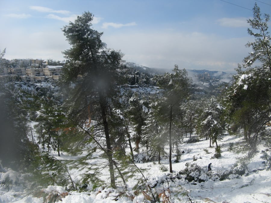 יער ירושלים,