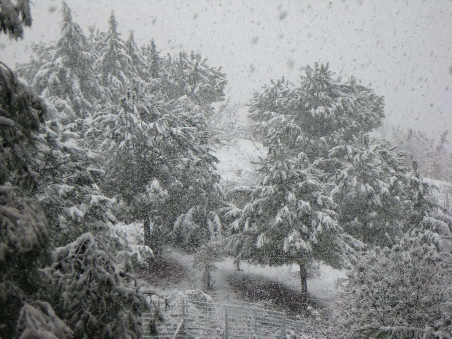 שלג בעמק הצבאים - גבעת מרדכי