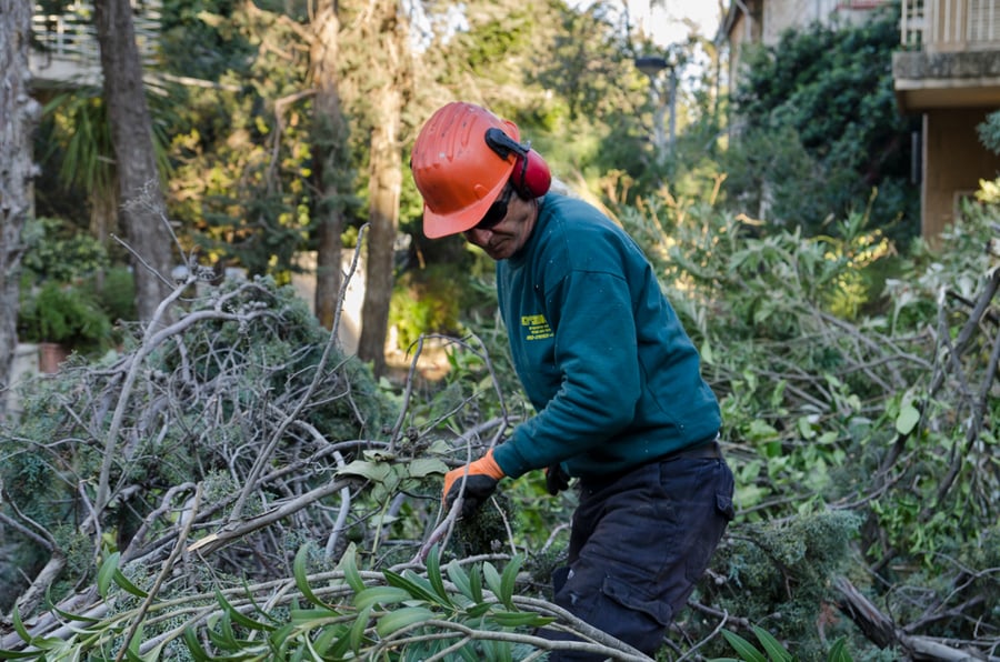 המבצע של עיריית ירושלים: איסוף שברי עצים מהסופה
