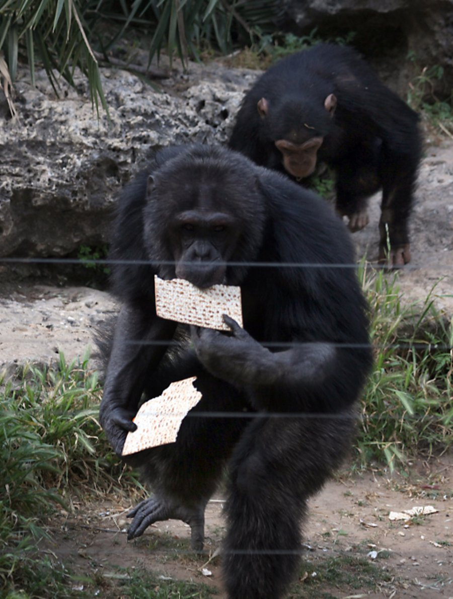 ומי אכל מצות? השימפנזה והאורנגאוטן • תמונות