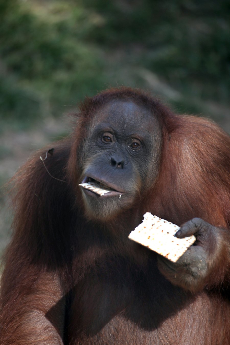 ומי אכל מצות? השימפנזה והאורנגאוטן • תמונות