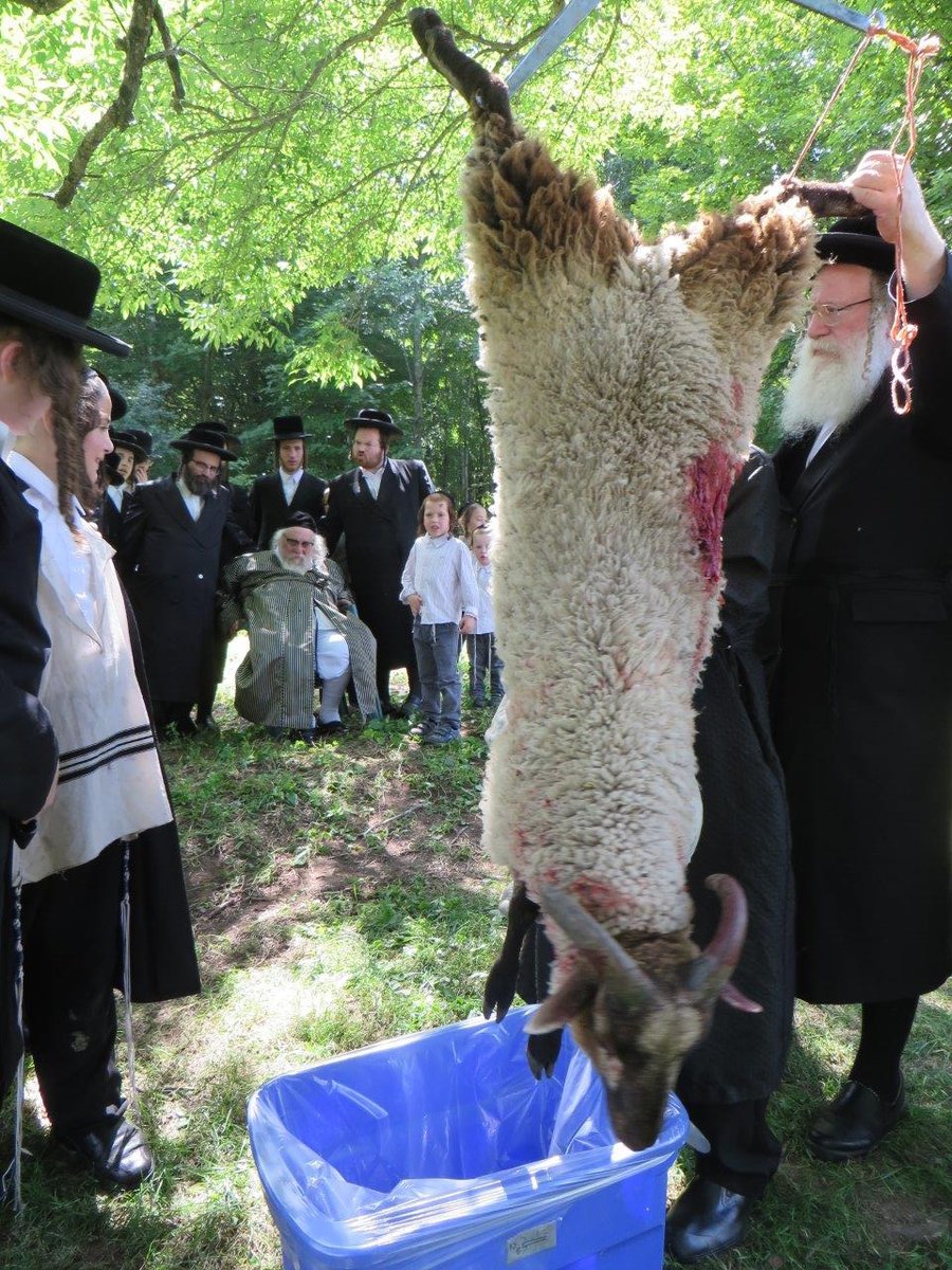 צפו בתיעוד: גאב"ד קארלסבורג שוחט כבש לראש השנה