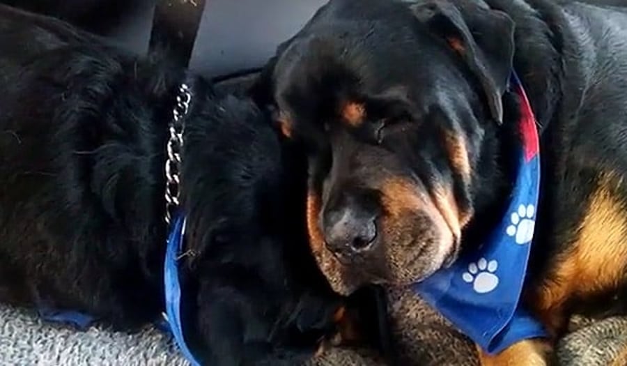 ויראלי: כלב רוטווילר בוכה על מות אחיו