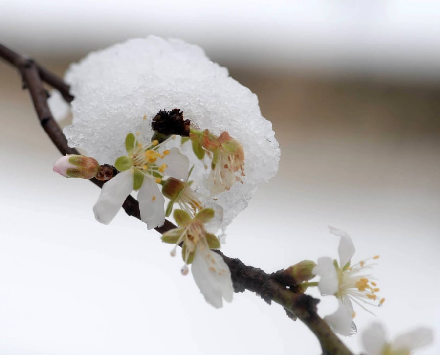 תיעוד מרהיב: צלמי לע"מ תיעדו את השלג הירושלמי