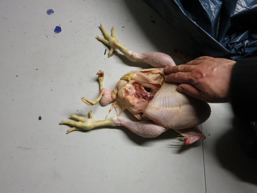 אטרקציה תורנית באנטוורפן: עוף נדיר עם 4 רגליים