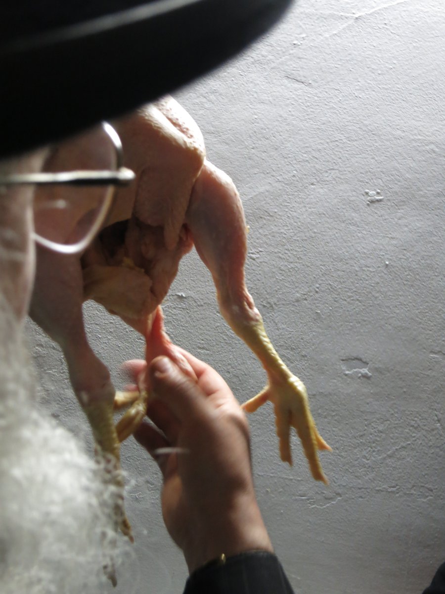 אטרקציה תורנית באנטוורפן: עוף נדיר עם 4 רגליים