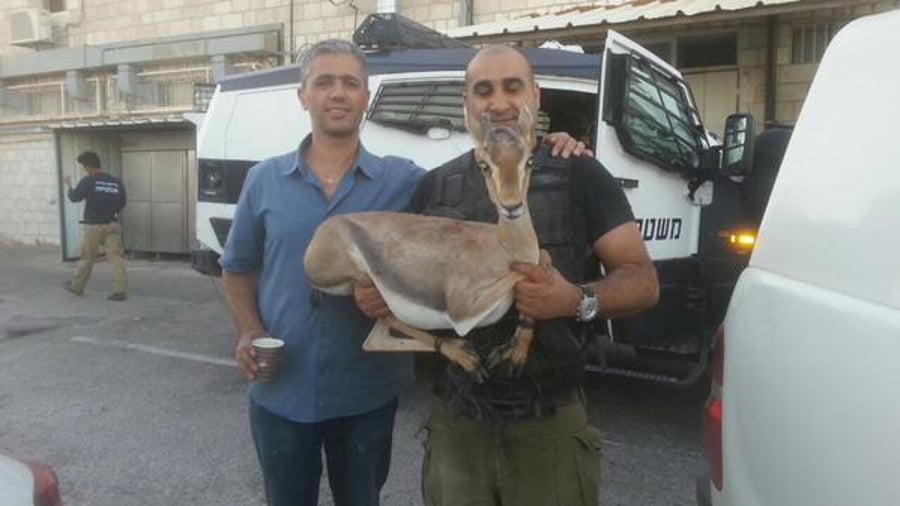 5 פלסטינים נעצרו על גניבת נשק וברשותם נמצא גם צבי מוגן