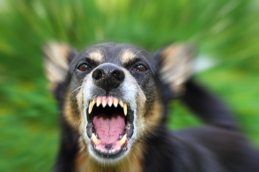 נהג מיניבוס שהותקף על ידי כלב יפוצה ב-74,660 אלף שקל