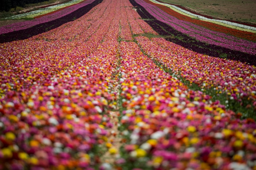 מרהיב: הפריחה בקיבוץ ניר יצחק • גלריה אביבית