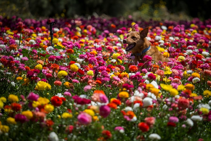 מרהיב: הפריחה בקיבוץ ניר יצחק • גלריה אביבית