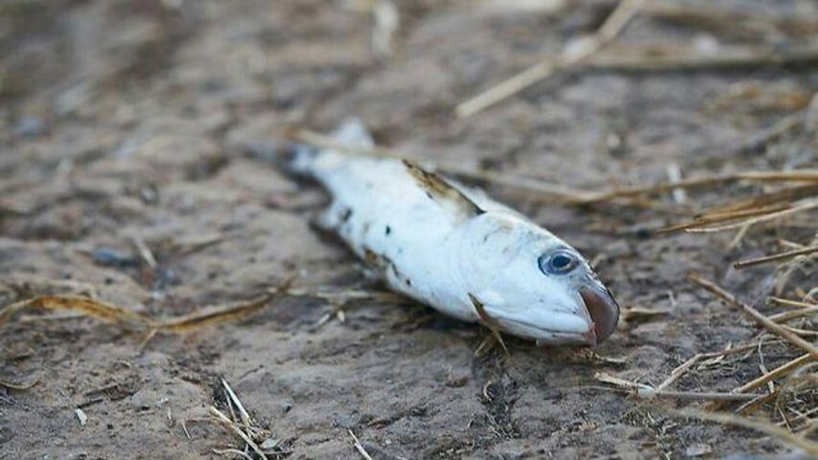איך הגיעו אלפי דגים מתים לנחל הירקון?