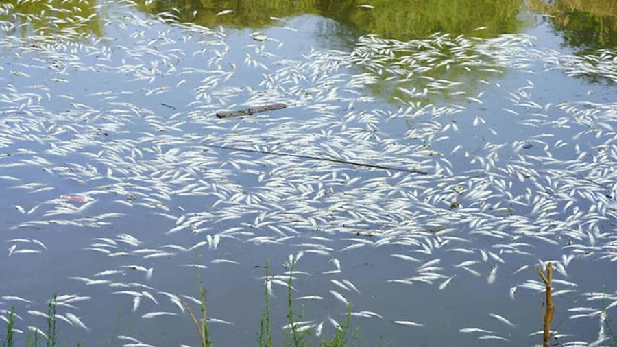 איך הגיעו אלפי דגים מתים לנחל הירקון?