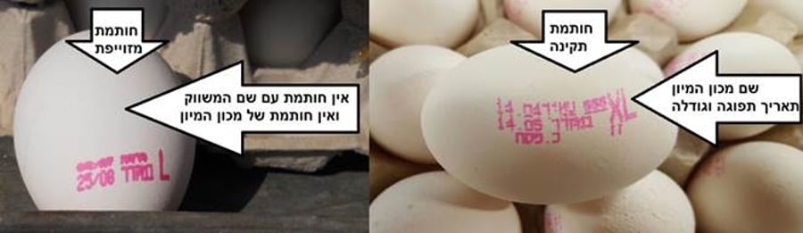 נמנעה הברחתן של 18 אלף ביצים לישראל